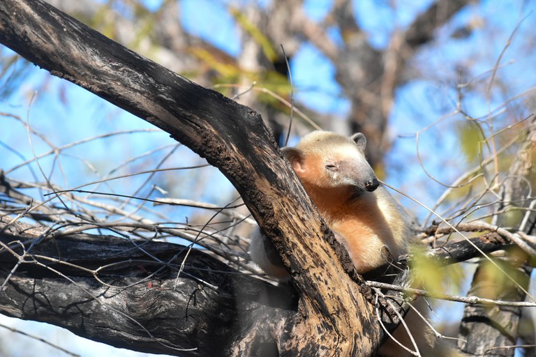 2025-08-15 Alguns animais já foram reintegrados ao habitat pelas equipes do Cetas de Cabedelo (PB).jpg
