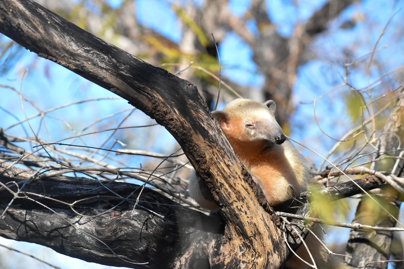 2025-08-15 Alguns animais já foram reintegrados ao habitat pelas equipes do Cetas de Cabedelo (PB).jpg