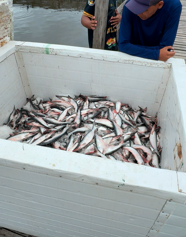 Apreensão de pescado ilegal no rio Xingu, no Pará