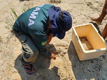 2025-11-03 Coleta de ovos de tracajá nas praias do rio Igapó-Açu (AM).jpg