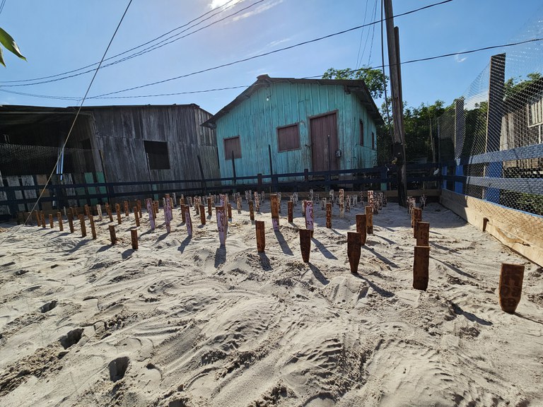 2025-11-03 Ninhos de tracajá são implantados em chocadeira para acompanhamento.jpg