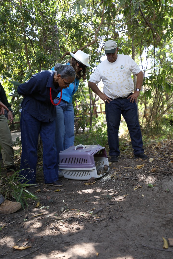 2025-08-29 Reinserção abrangeu espécies de sagui-de-tufos-pretos, jabuti e vários pássaros.JPG