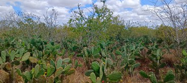 2025-04-28 Vegetação nativa da Caatinga em Monte Alegre-SE.jpeg