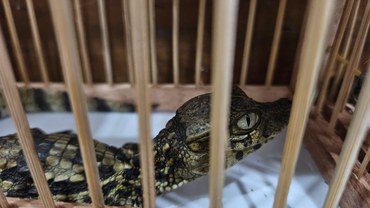 2025-08-18 Filhote de jacaré apreendido pelo Ibama.jpeg