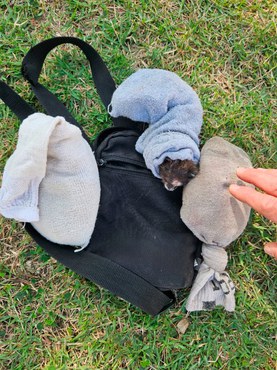 2025-08-18 Saguis estavam acondicionados em meias dentro de bolsas pequenas.jpeg