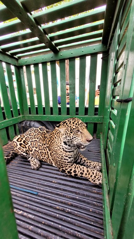 2025-09-24 Onça-pintada em veículo do Ibama, antes da soltura em área de mata de Rondônia.jpeg