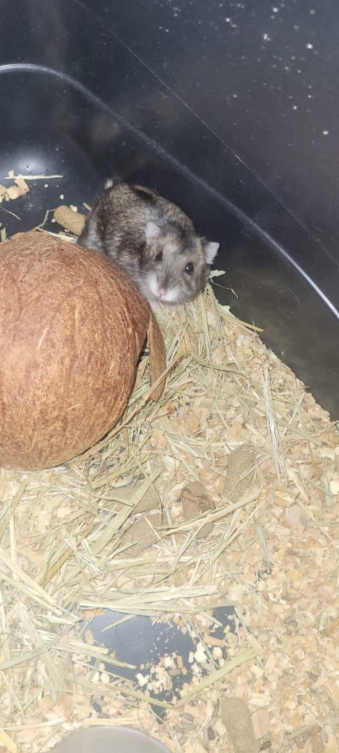 2025-10-31 Exemplar de hamster-anão-russo apreendido pelos agentes.jpg