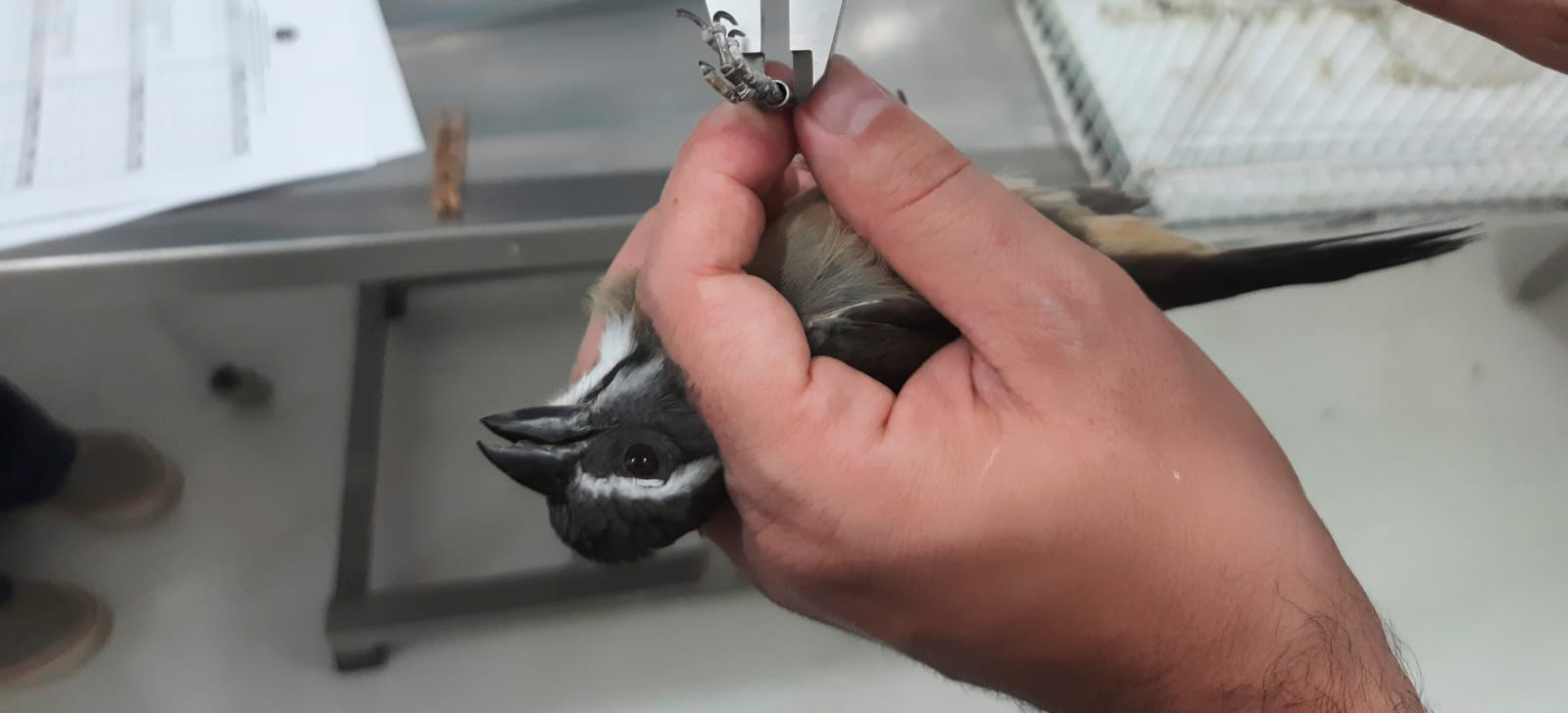 2025-10-31 Um dos espécimes apreendidos durante operação em MG.jpg