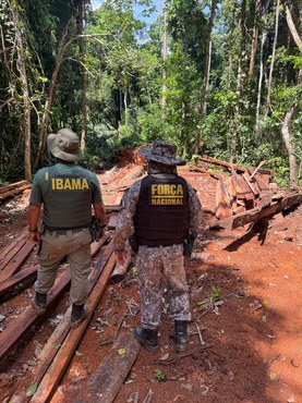 Agentes do Ibama e da Força Nacional identificam madeira extraída ilegalmente durante ação de fiscalização em terra indígena no Pará.jpg