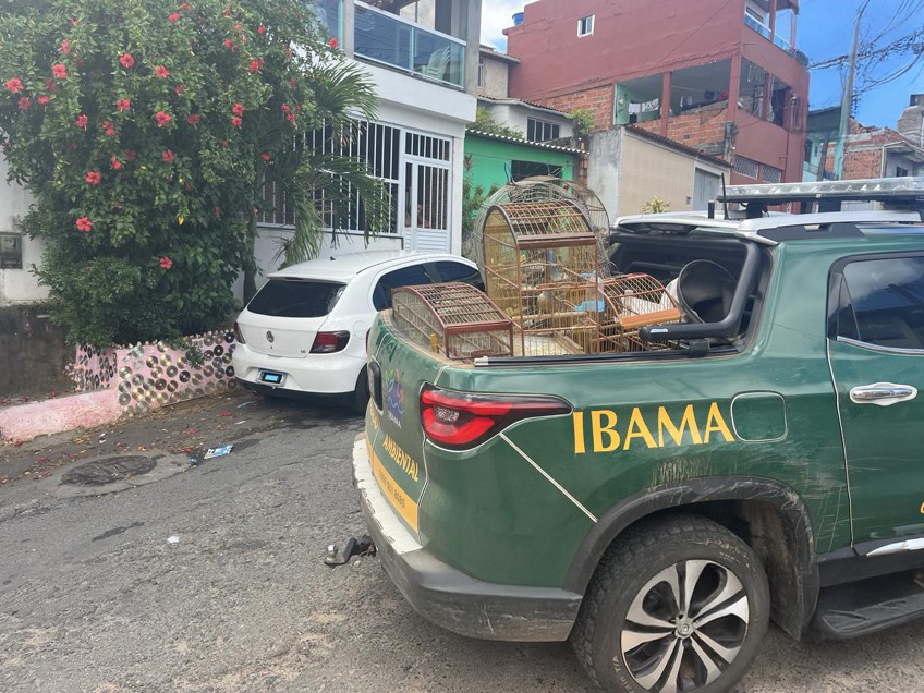 2025 04 14 Aves silvestres apreendidas durante operação em Salvador (BA).jpg