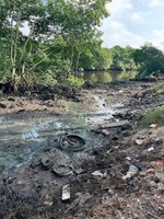 Operação conjunta combate degradação em manguezais de Paranaguá (PR)