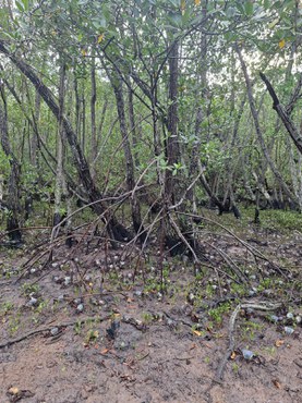 Soltura de caranguejos-uçá no ES