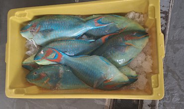 Apreensão de budião-azul, espécie ameaçada de extinção, durante operação