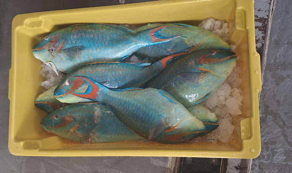 Apreensão de budião-azul, espécie ameaçada de extinção, durante operação