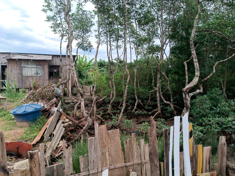 Operação de desintrusão libera manguezais no Paraná