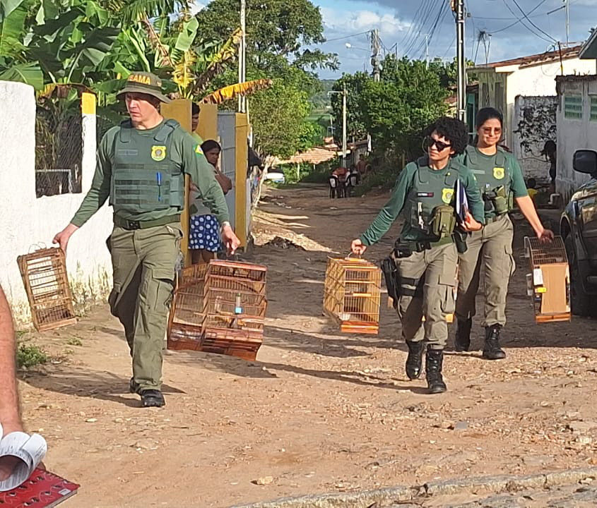 2025-09-17 Ação conjunta resulta na apreensão de 308 animais silvestres no Nordeste.jpeg