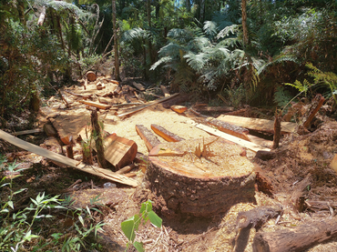 2025-08-21 Serraria clandestina de araucária dentro da TI Mangueirinha, no Paraná.png