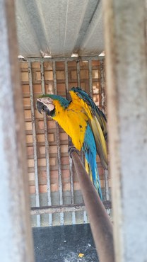 2025-11-27 Entre as aves apreendidas, cinco estão na lista Cites - convenção internacional que regula o comércio de espécies ameaçadas.jpg