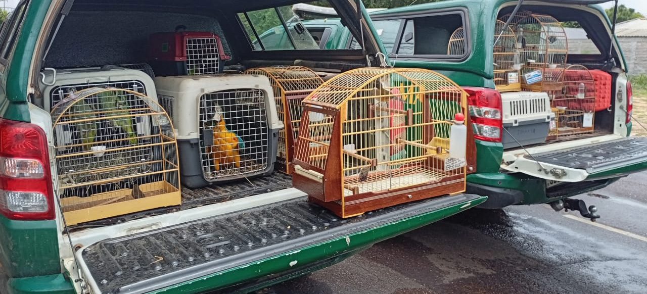 Ação do Ibama resgata 59 animais e autua professor universitário que tentou fraudar o SisPass 32 vezes