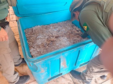 2025-10-31 Pescados apreendidos somam mais de 5 toneladas.jpg