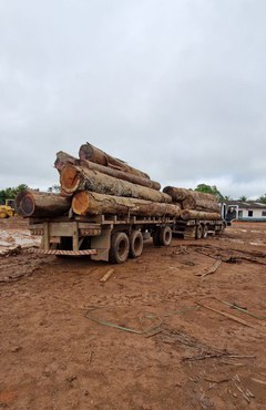 Apreensão de madeira extraída ilegalmente na Amazônia