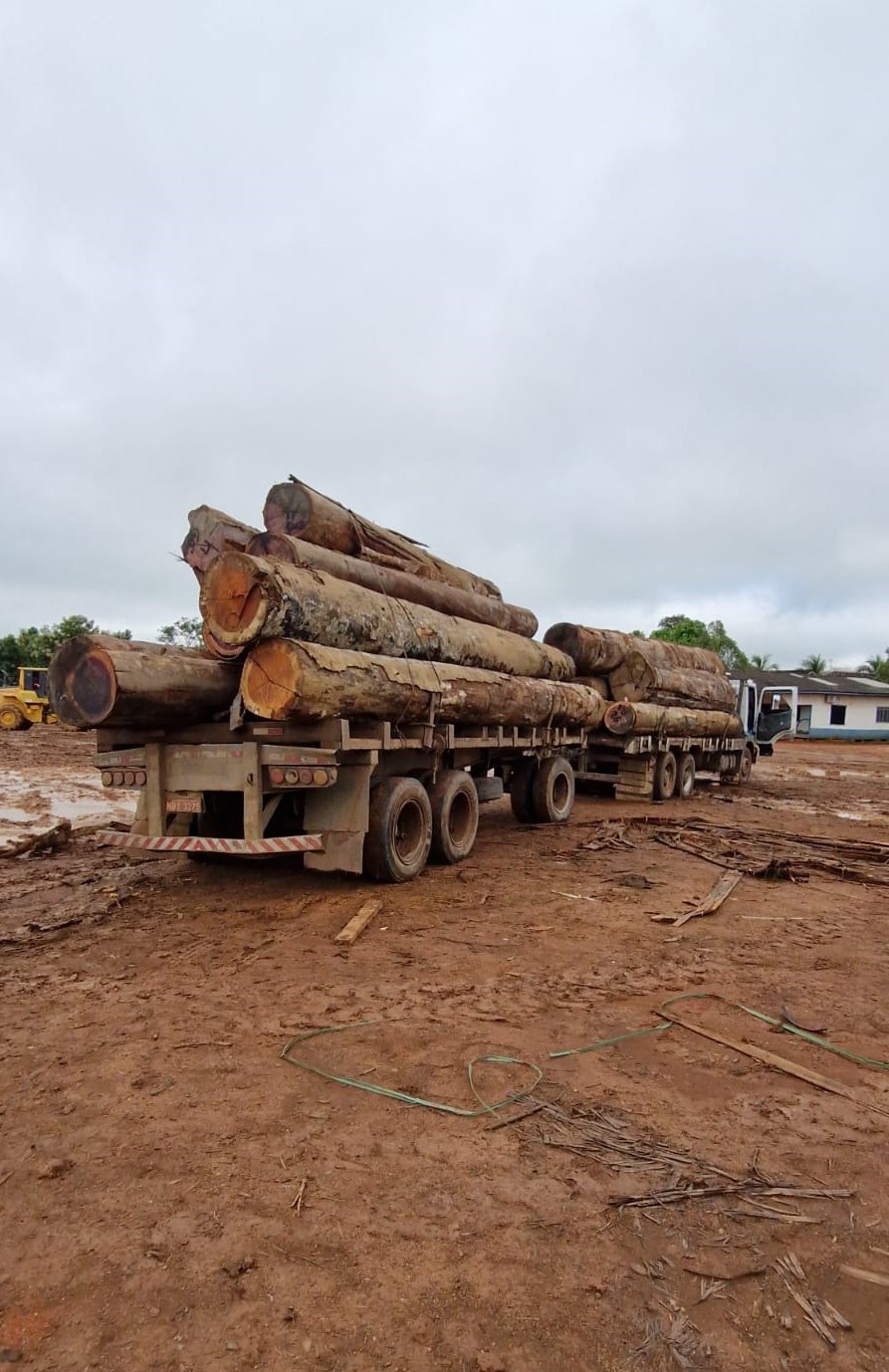 Apreensão de madeira extraída ilegalmente na Amazônia