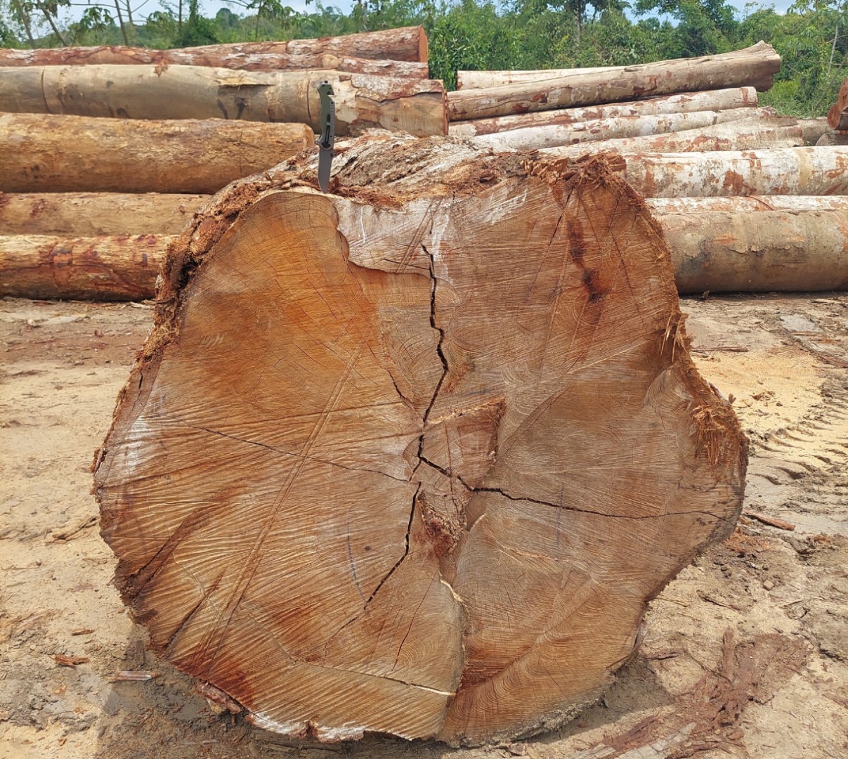 2025-10-17 Madeira encontrada em uma das serrarias fiscalizadas na Operação Maravalha.jpg