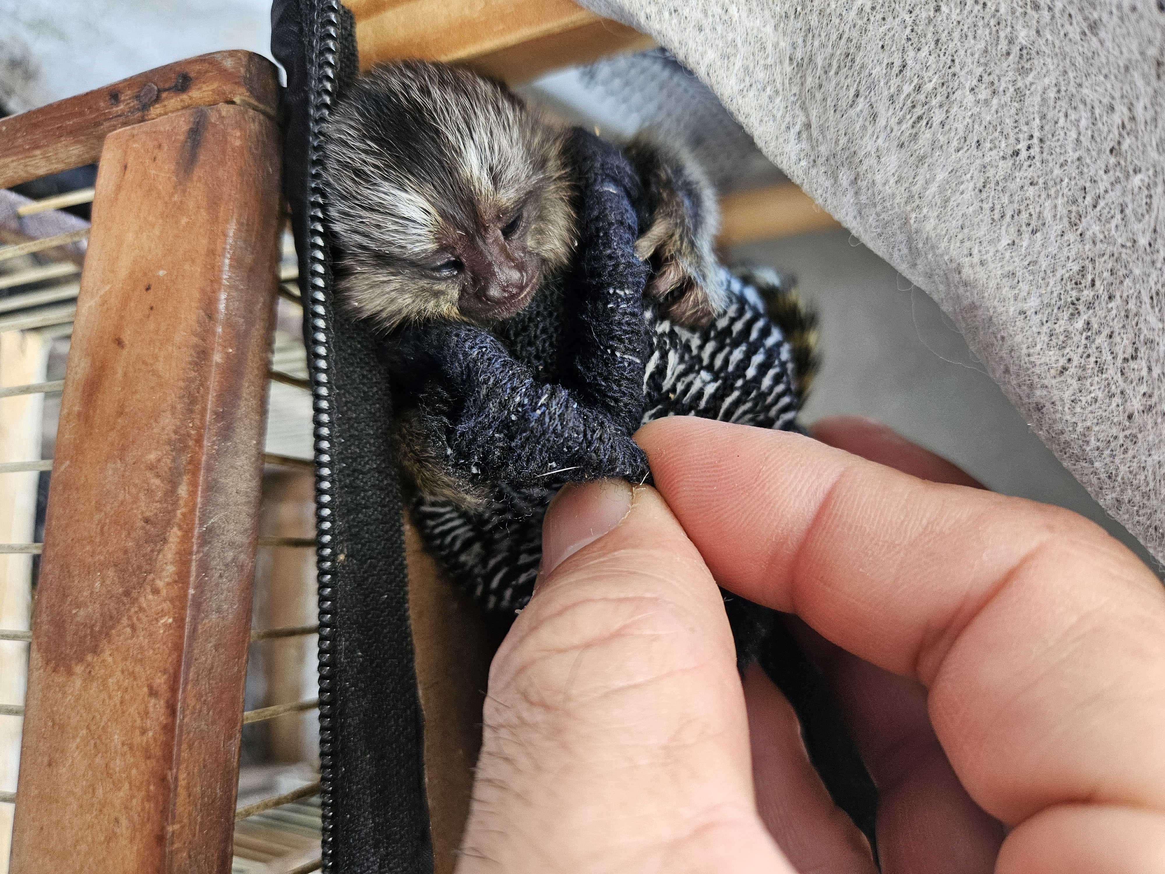 Filhote de mico apreendido em feira de Duque de Caxias (RJ)