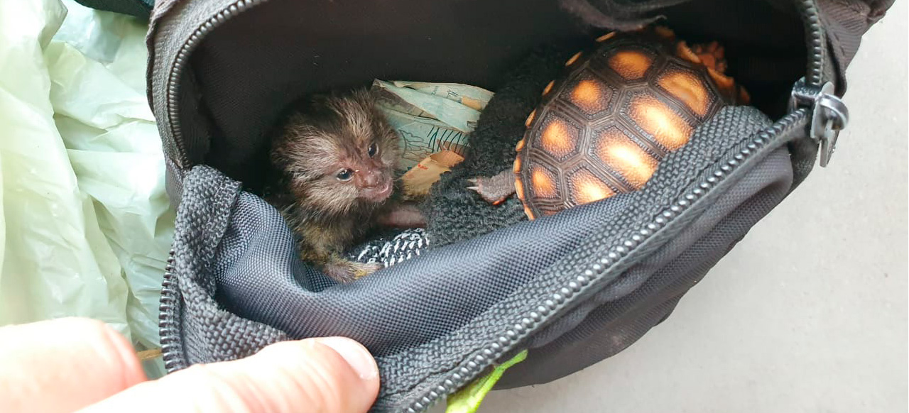 Animais silvestres apreendidos durante operação em combate à venda ilegal de fauna no RJ