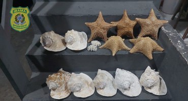 Estrelas-do-mar, moluscos e corais apreendidos durante operação no RN – foto: divulgação/Ibama