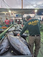 Operação Tuna combate pesca ilegal de atuns e de outras espécies atingidas pela atividade no RN