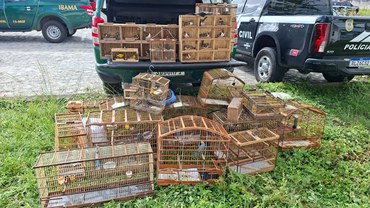 2025-05-22 Diversas aves, além de gaiolas e armadilhas, foram apreendidas pelos agentes do Ibama.jpeg