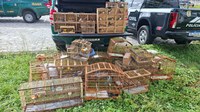 Operação Vidas Livres resgata 85 aves silvestres na Paraíba
