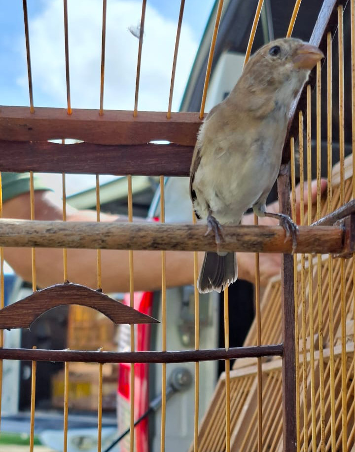 2025-05-22 Espécime apreendido durante operação em João Pessoa (PB).jpeg