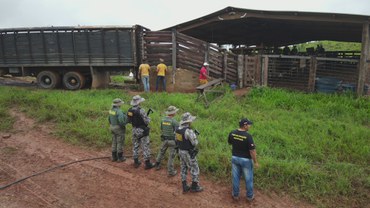 Embarque dos gados apreendidos na Operação Xapiri