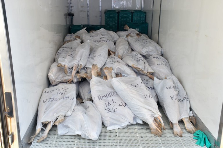 2025-08-27 Pescado apreendido em operações de fiscalizações passadas.jpeg