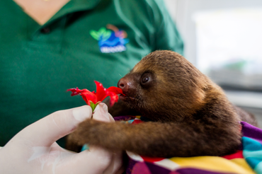 2025-12-30 Bicho-preguiça Choloepus didactylus.png