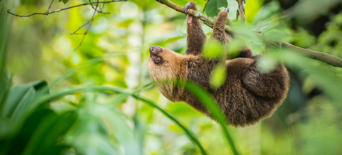 No Brasil, restrições à captura de animais silvestres na natureza existem desde 1967