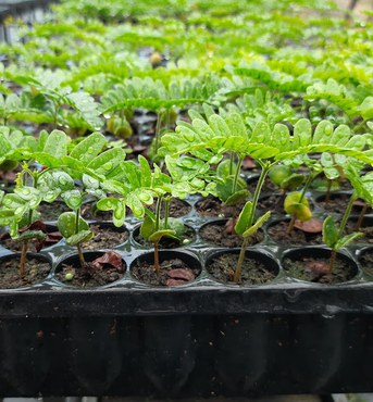 2025-12-17 Mudas de pau-brasil.jpg