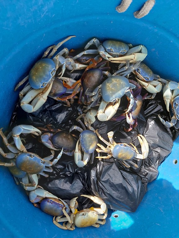 Comercialização ilegal de guaiamum