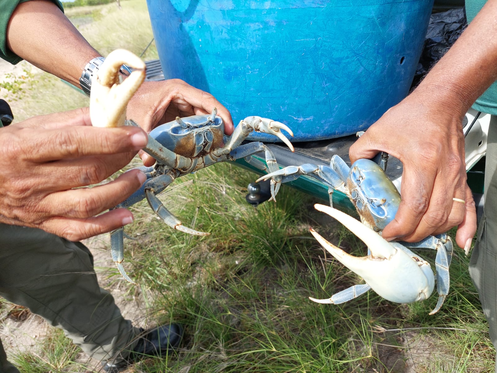 Comercialização ilegal de guaiamum (Cardisoma guaiumi)