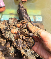 Seminário no Pará discute problemas socioambientais causados pelo mexilhão-dourado