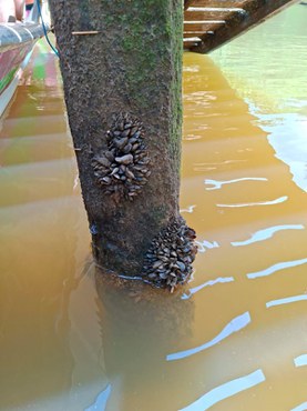 Molusco invasor presente em tronco no rio Anapu - Foto: Rafael Melo/Ibama