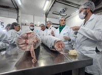 Servidores do Ibama são capacitados para identificação de tubarões