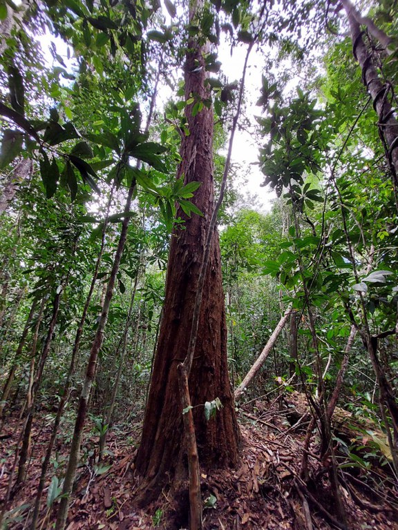 2025-07-07 Pau-Brasil, árvore endêmica da Mata Atlântica.jpeg