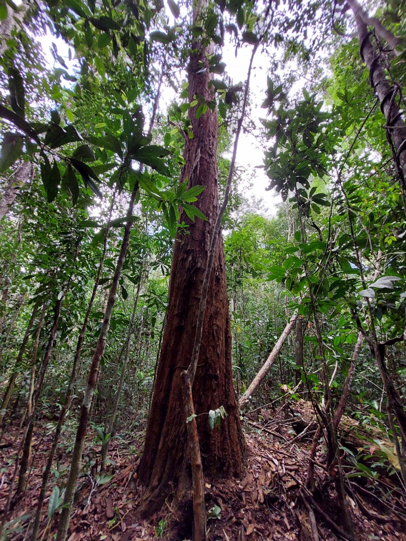 2025-07-07 Pau-Brasil, árvore endêmica da Mata Atlântica.jpeg