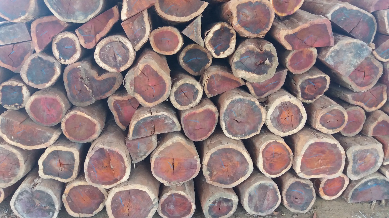 A espécie está classificada como "Criticamente Ameaçada" pelo Centro Nacional de Conservação da Flora