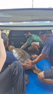 2025_09_10_tartaruga_PB_2