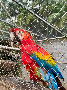 2025-06-17 Arara apreendida em ação conjunta de combate ao tráfico de animais silvestres.jpeg