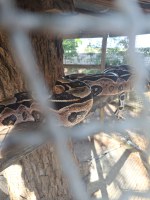 Tráfico de fauna é alvo do Ibama na Bahia